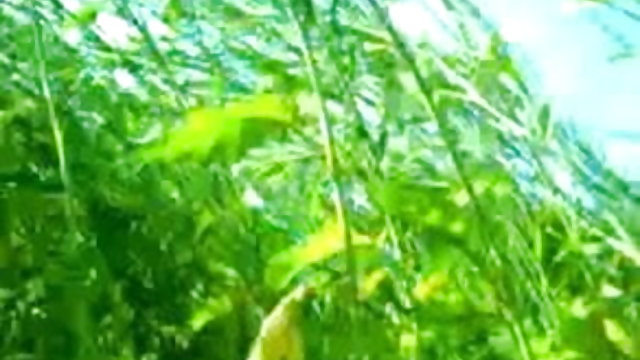 सेक्सी पट्टियाँ सेक्स विडिओ हिंदी फूहड़ किसी